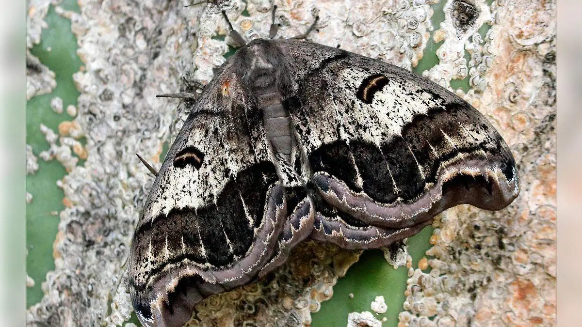 mariposa