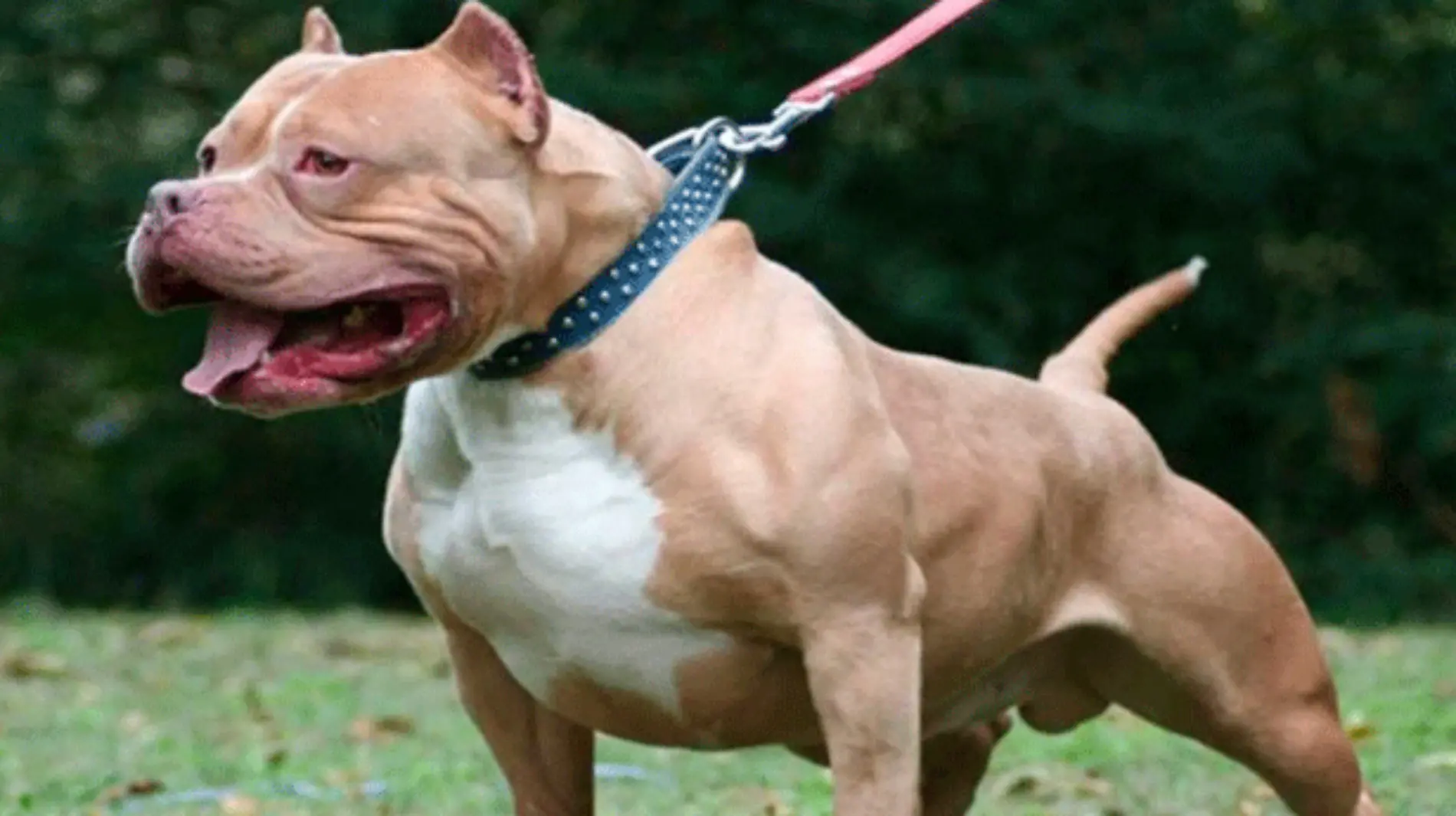 Pitbull-1200x610