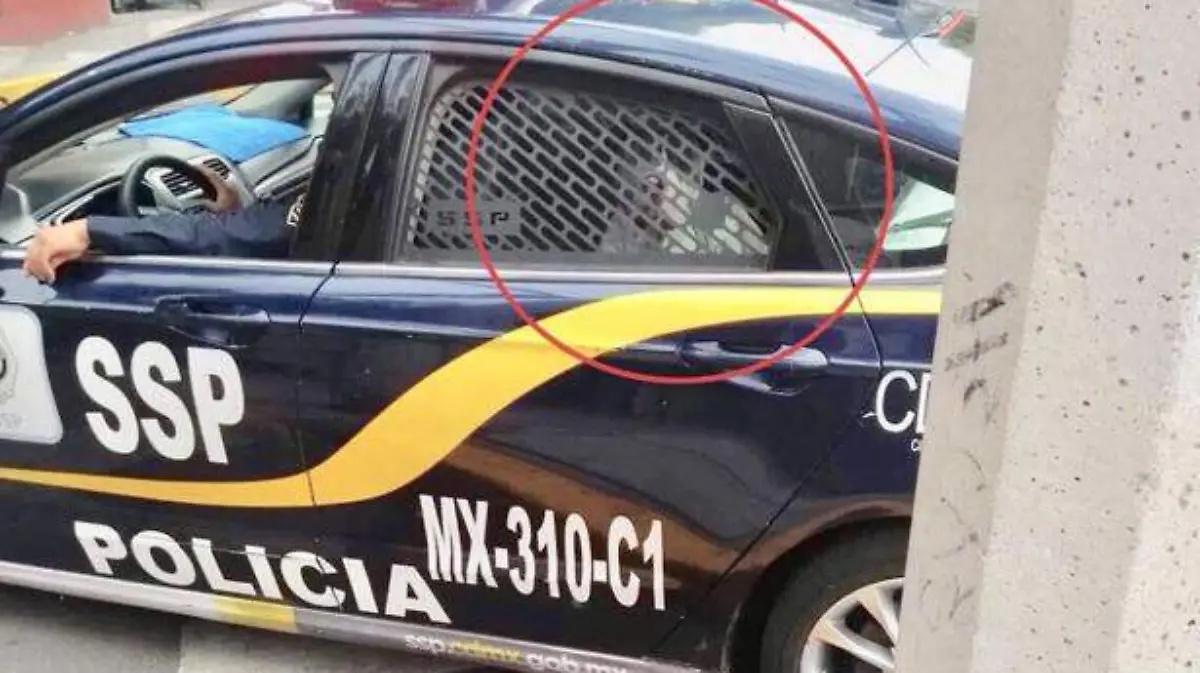 pitbull-secuestrado-(1)