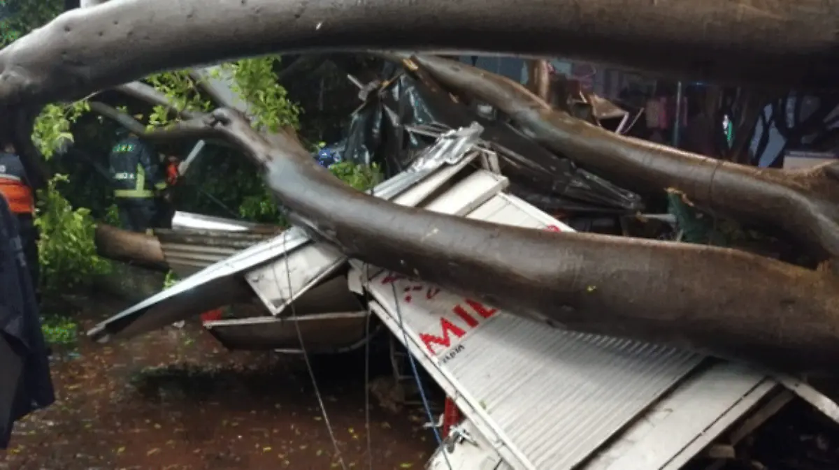 álbol-caído-un-muerto-división-del-norte