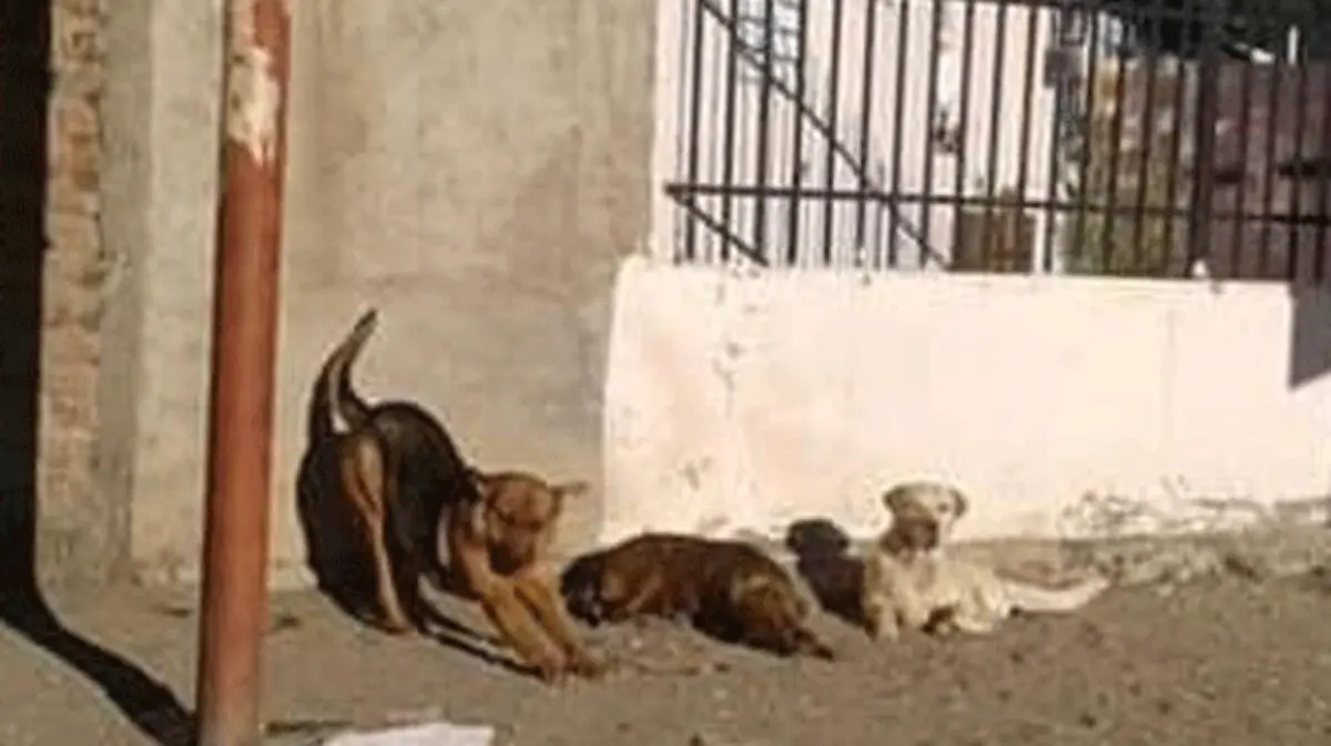 Perros-y-gatos-callejeros,-los-olvidados-de-la-pandemia