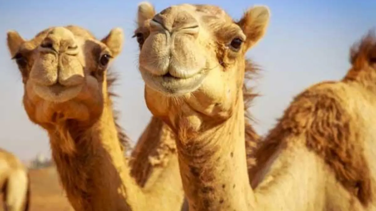 camellos