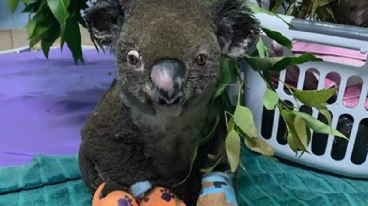 koala-lweis-facebook