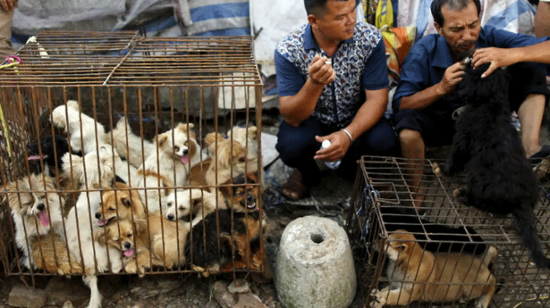 Fiesta-de-la-carne-de-perro