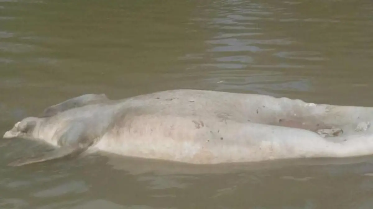 Muere-manatí-en-Tabasco-(1)