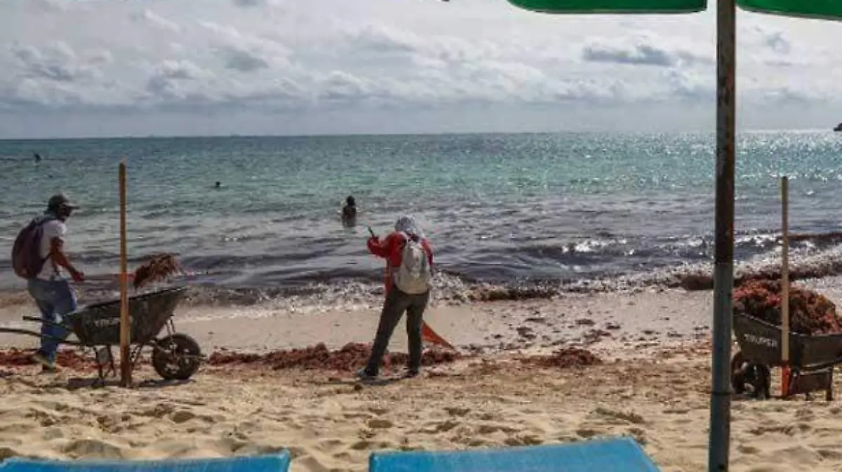 sargazo-playadelcarmen