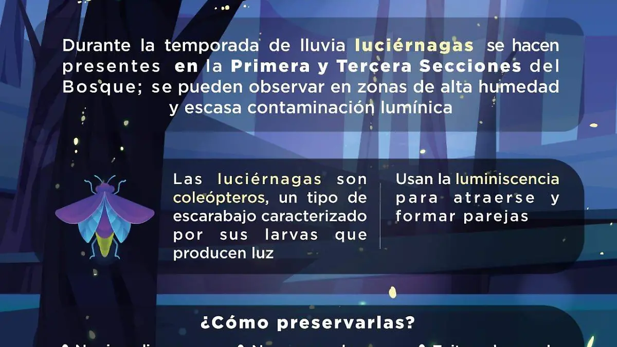 ¿Luciérnagas en el Bosque de Chapultepec? Invitan a respetarlas