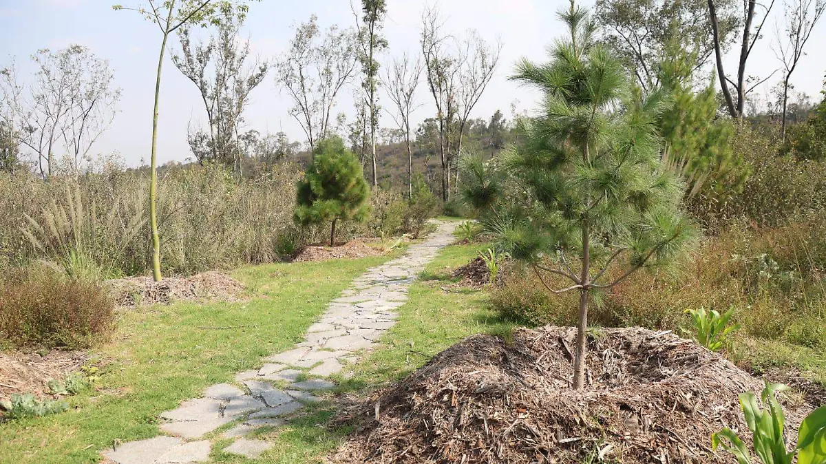 Reconocen expertos transformación del Bosque de Chapultepec-INT2