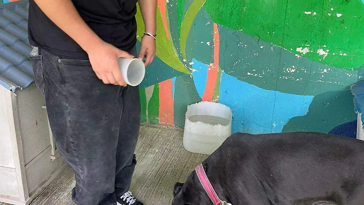  Genshin Impact dona alimento 