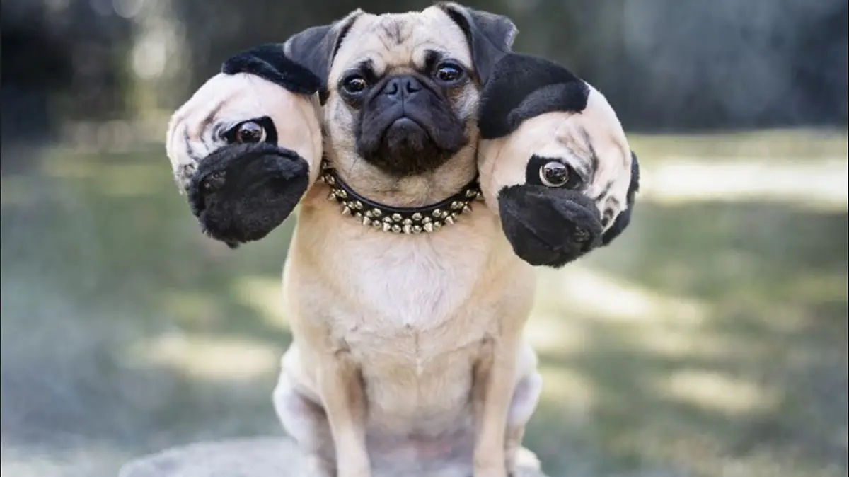 PUGS1