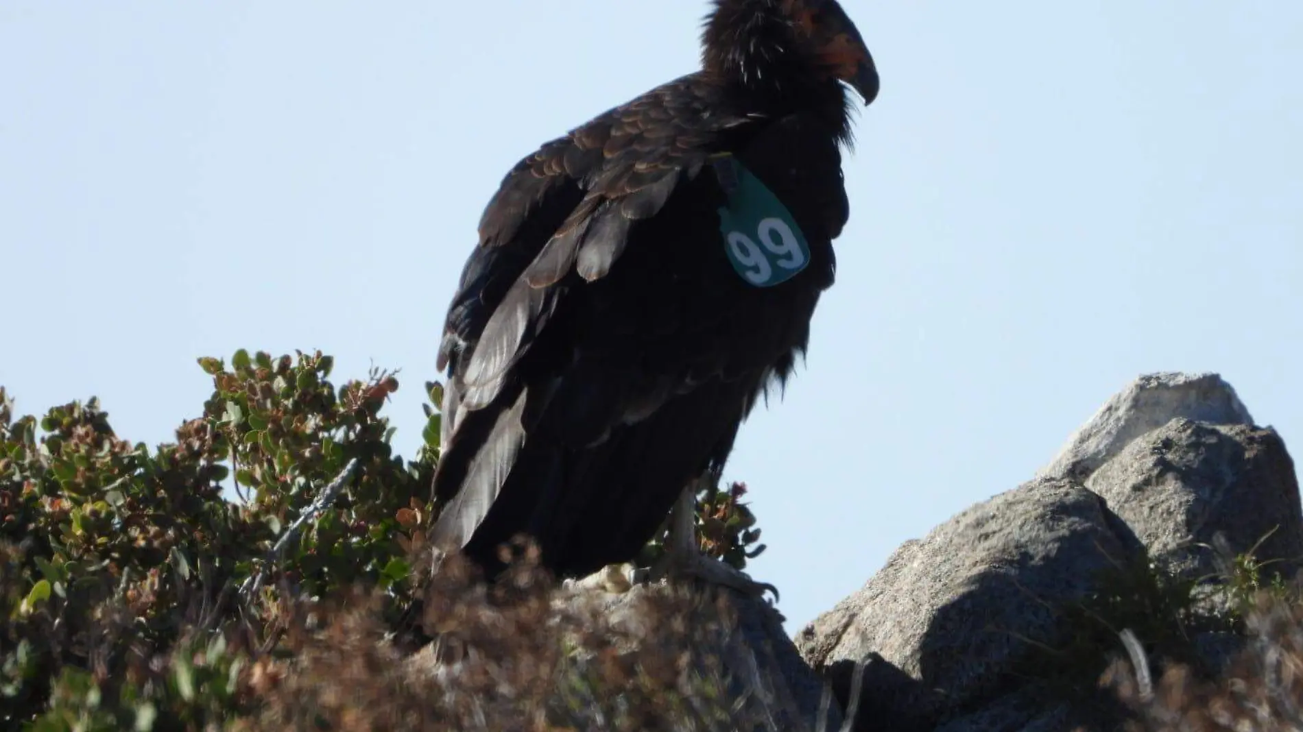 Sedema destaca la conservación del Cóndor californiano, en Chapultepec, se ha logrado mermar su extinción-int3