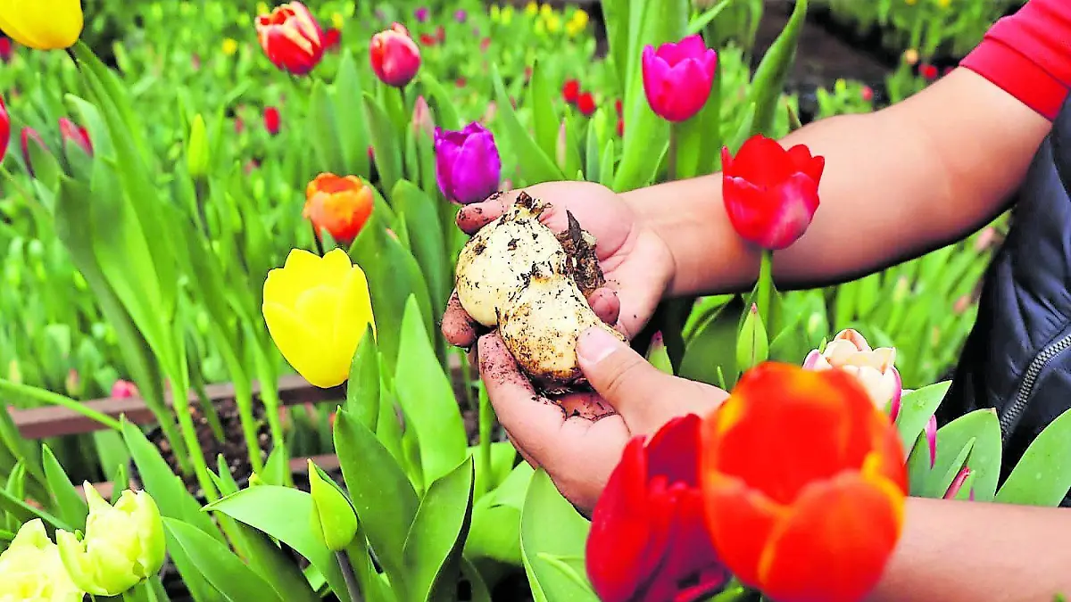 Flecha San Valentín con tulipanes en vez de rosas