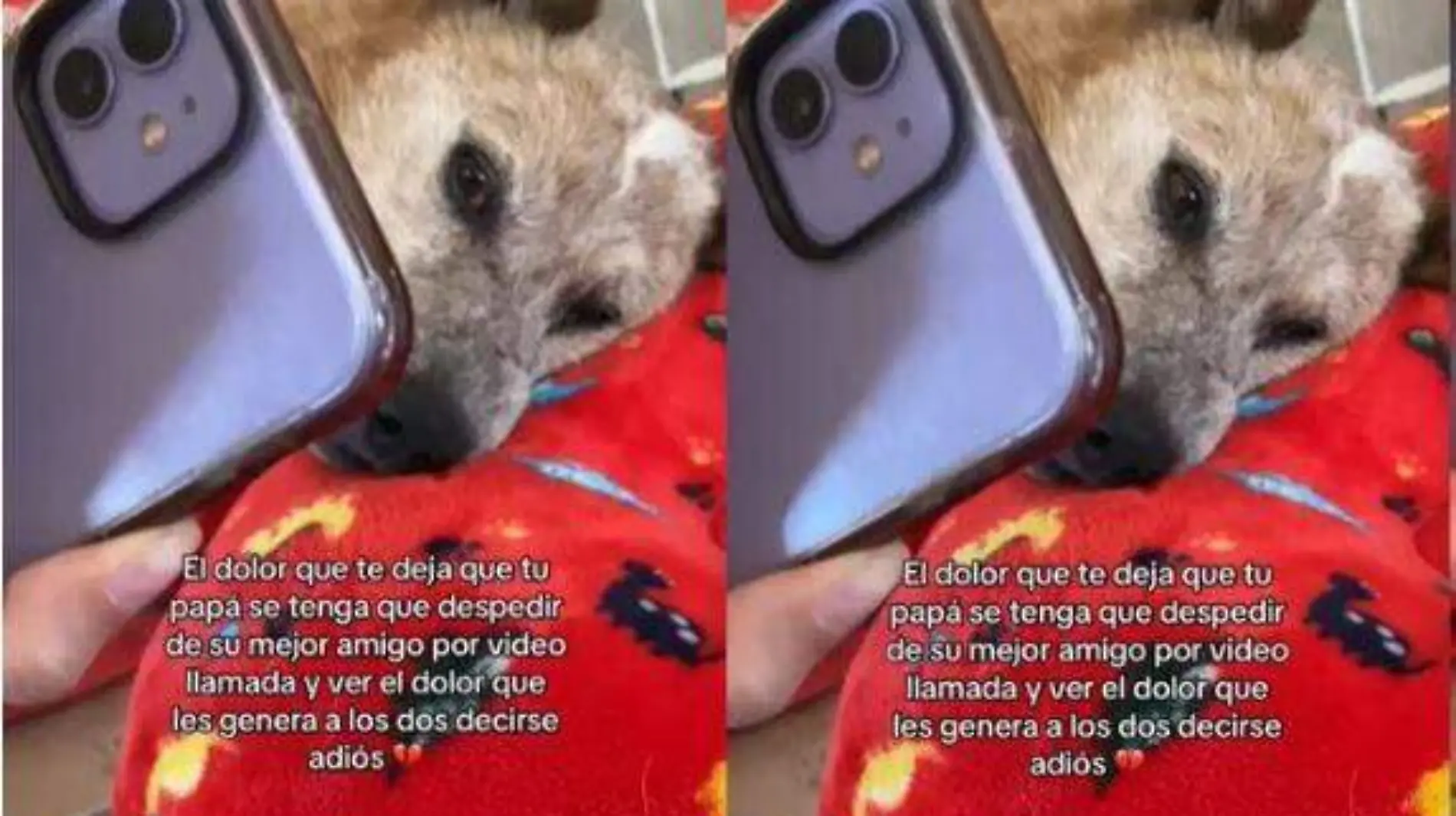 ¿Por qué no me esperaste? Hombre se despide de su perrito por videollamada antes de ser “dormido” [Video]-int2