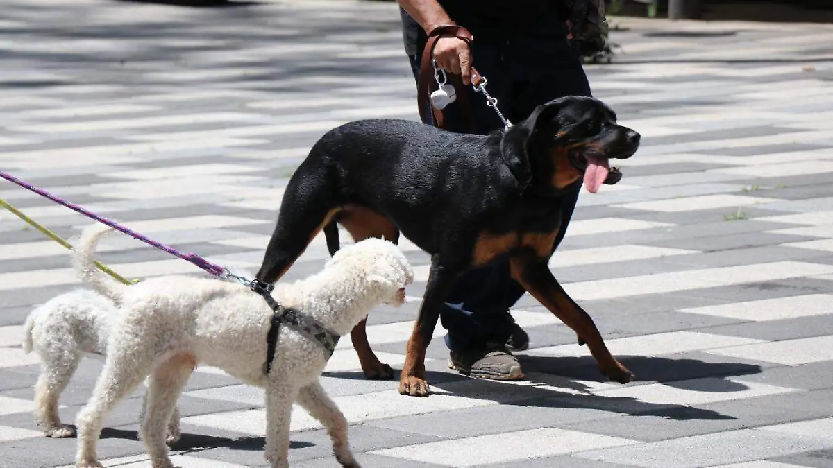 Esterilización de perros y gatos