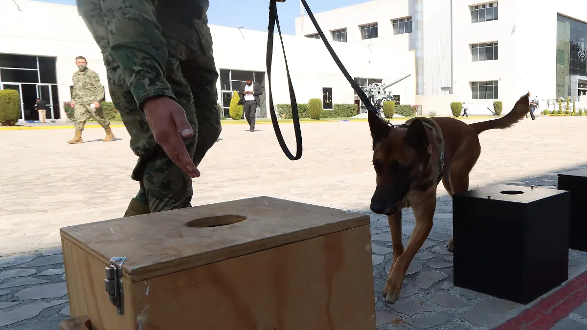 La destacada labor de los binomios caninos de la SEMAR 