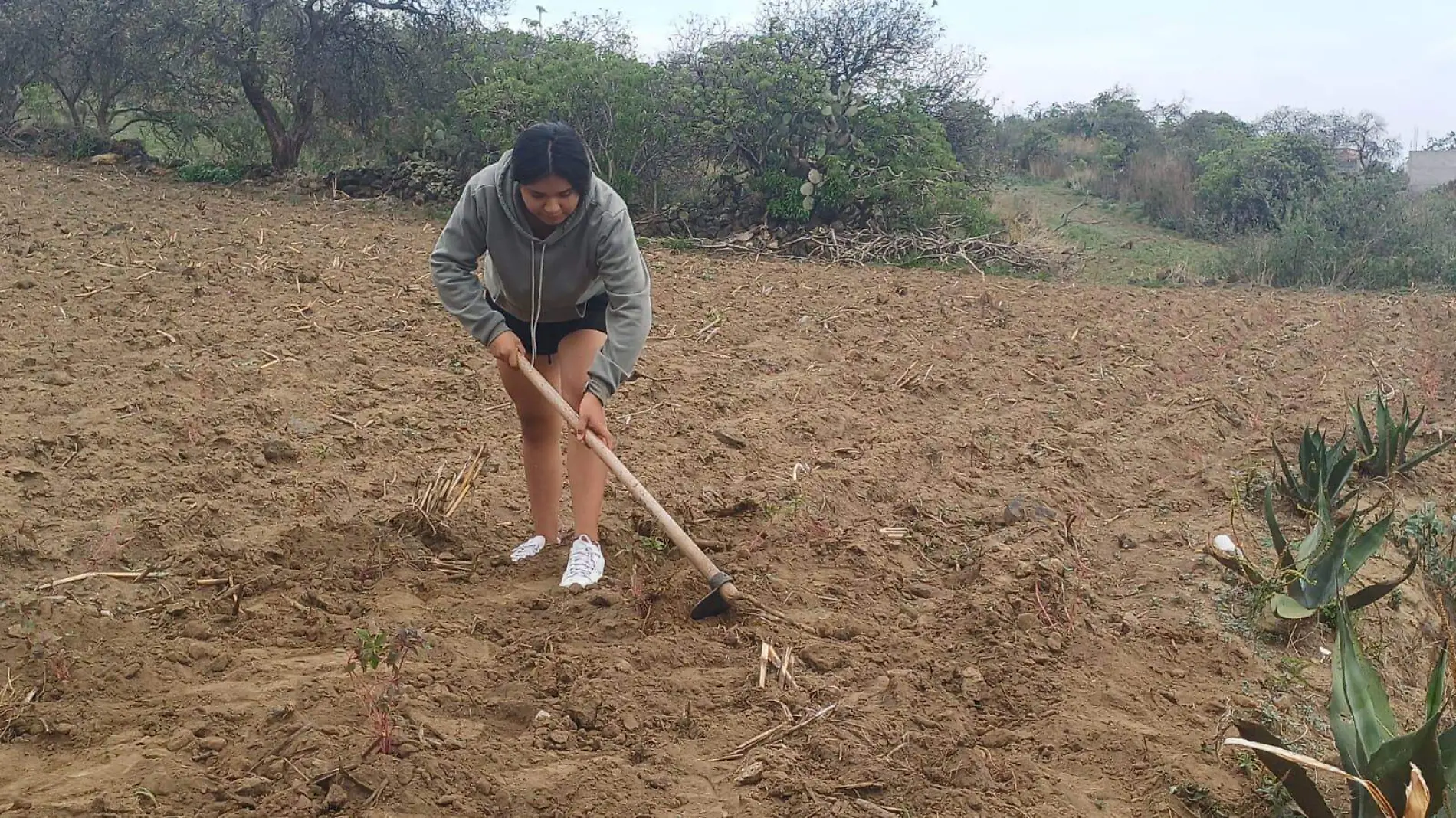 Nuevas generaciones se interesan por el rescate del cultivo del amaranto, en Xochimilco-int2