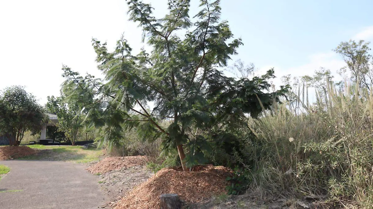 Reconocen expertos transformación del Bosque de Chapultepec-INT3