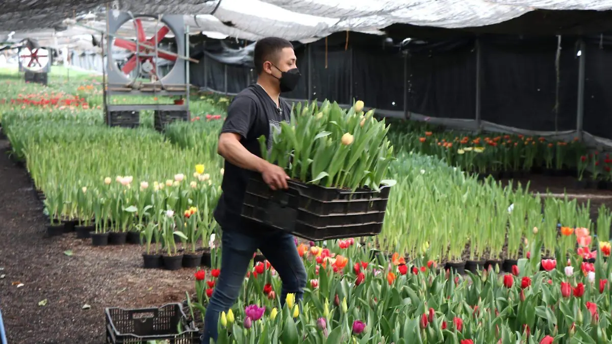 Flecha San Valentín con tulipanes en vez de rosas