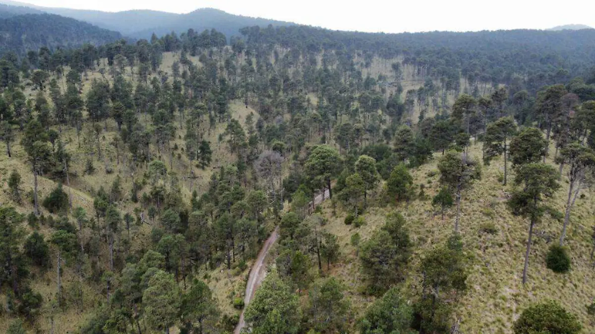 ECOCIDIO1