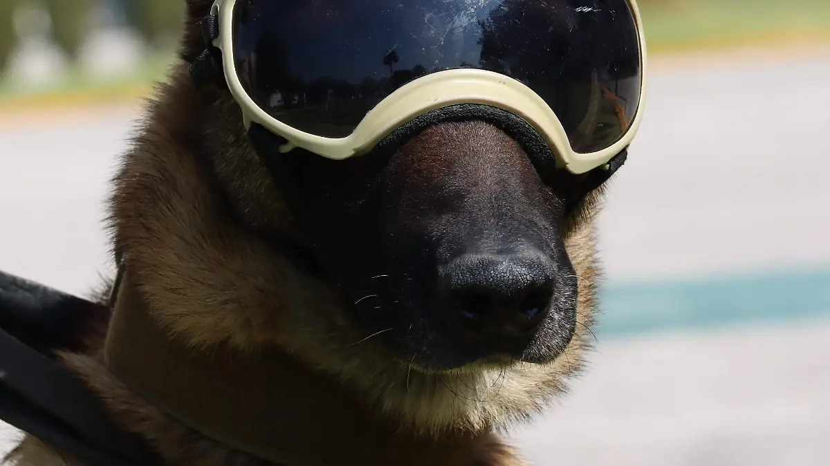 La destacada labor de los binomios caninos de la SEMAR 