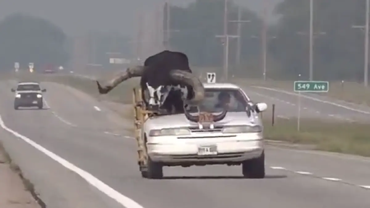 Toro Watusi en Nebraska