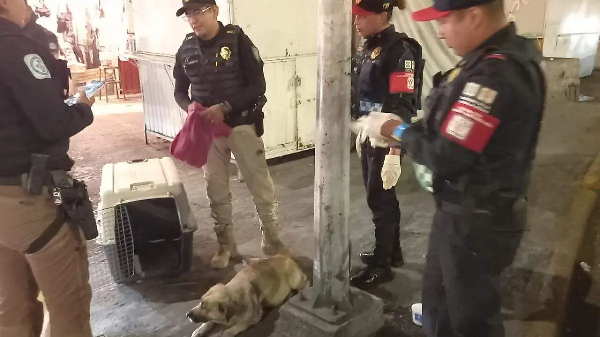 PERRITA2
