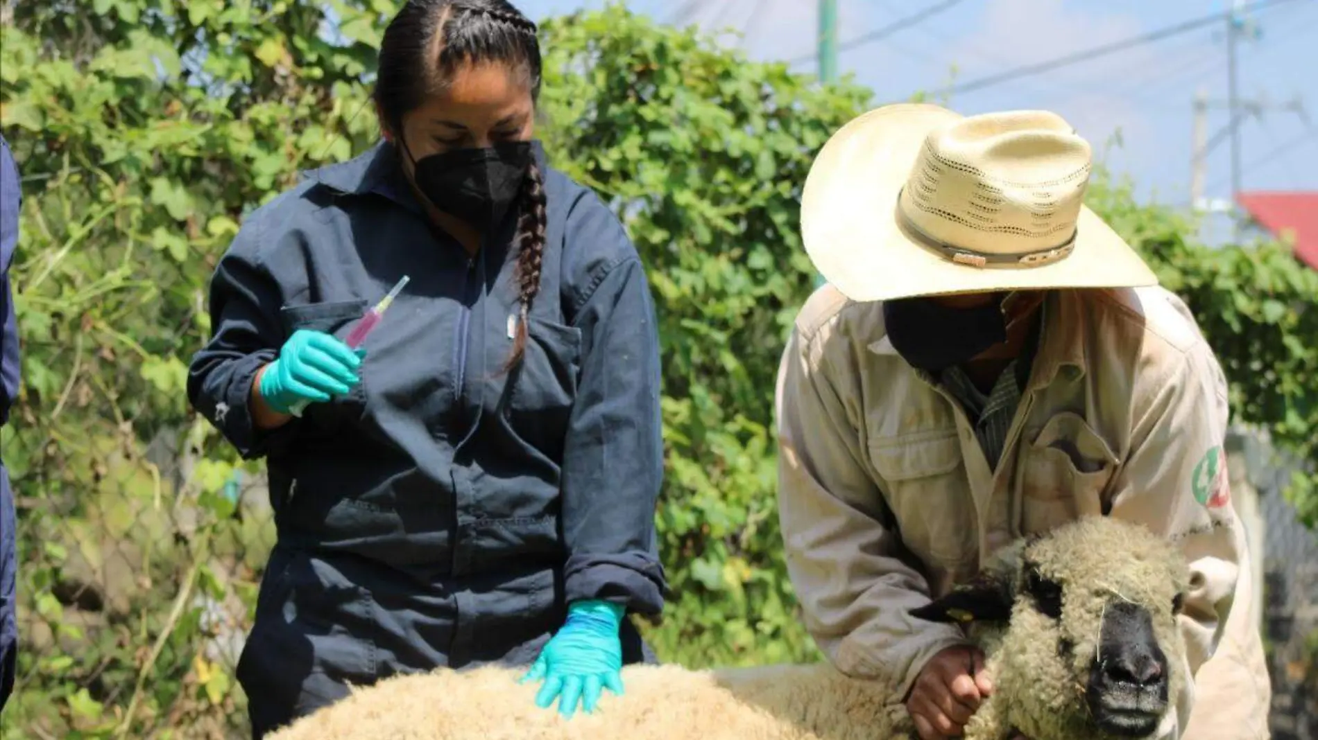 ¿Eres productor agrícola o pecuario? El Gobierno de la CDMX tiene un apoyo para ti