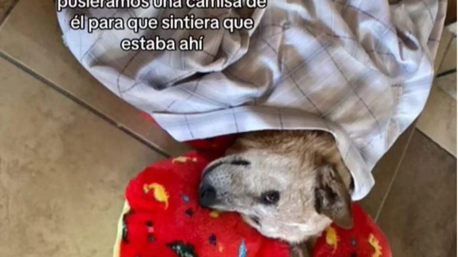 ¿Por qué no me esperaste? Hombre se despide de su perrito por videollamada antes de ser “dormido” [Video]-INT3