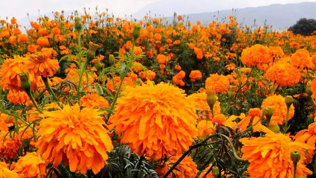 flor-de-día-de-muertos