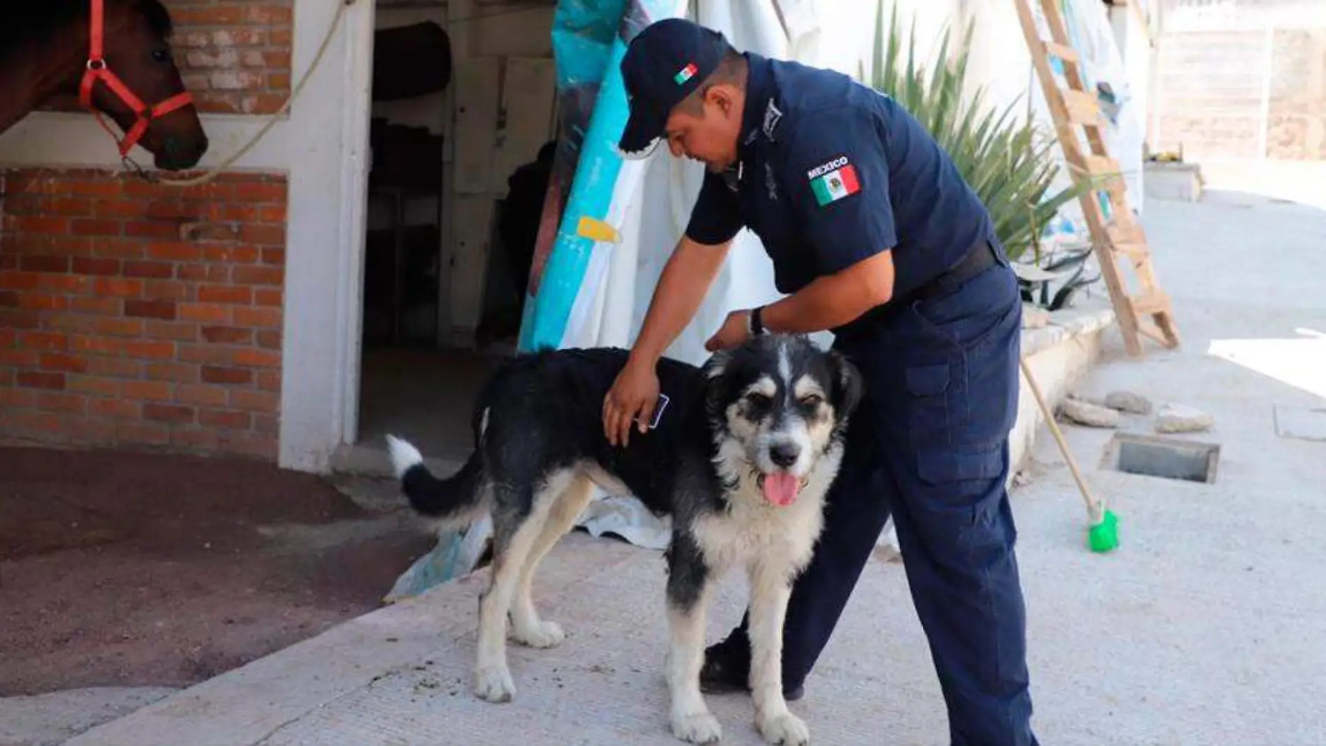 Perro-policía