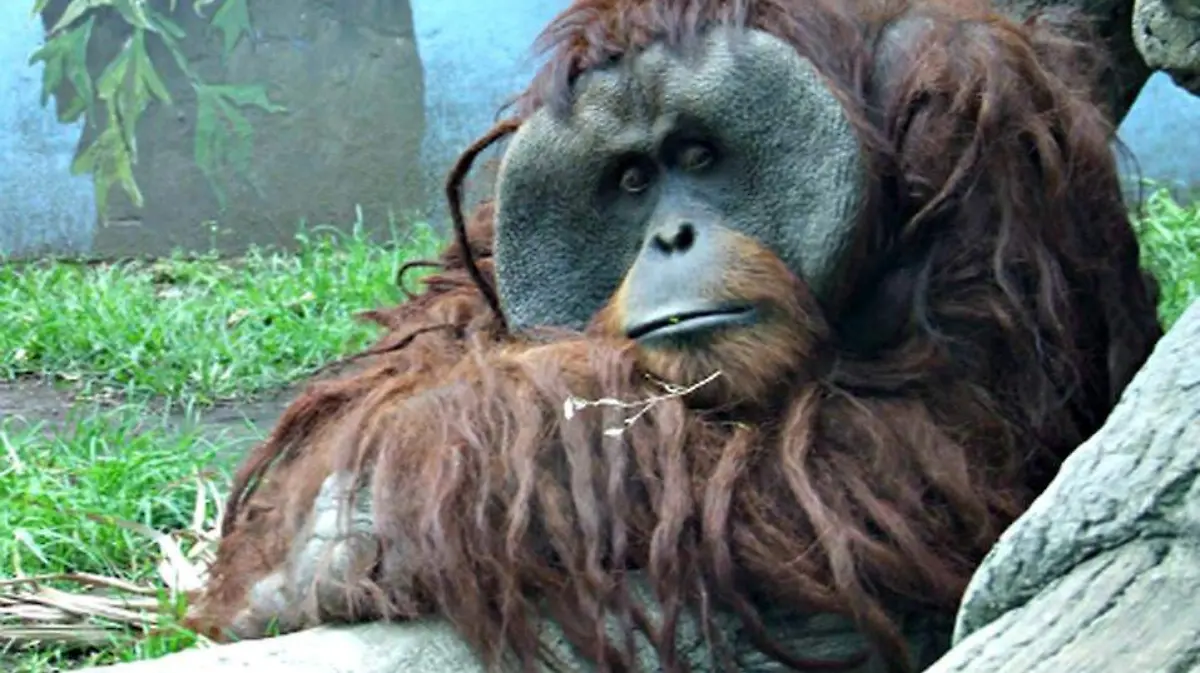 orangutan-jambi-habitaba-zoologico-chapultepec