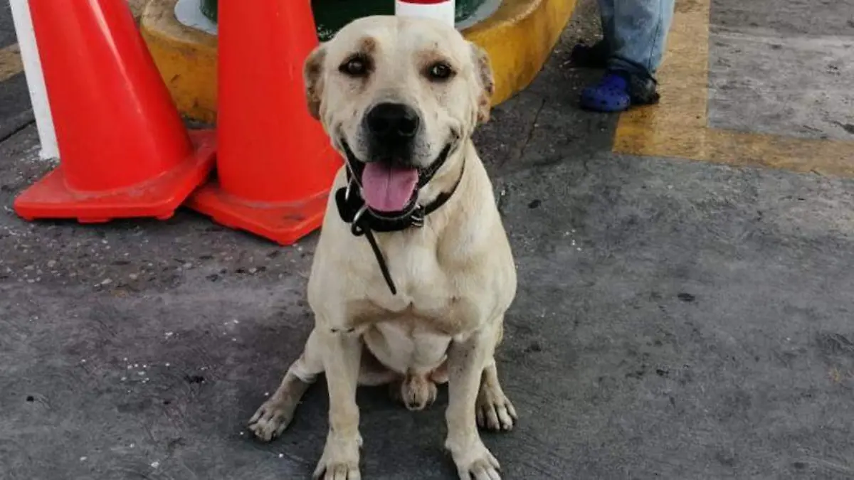 Randy-un-perro