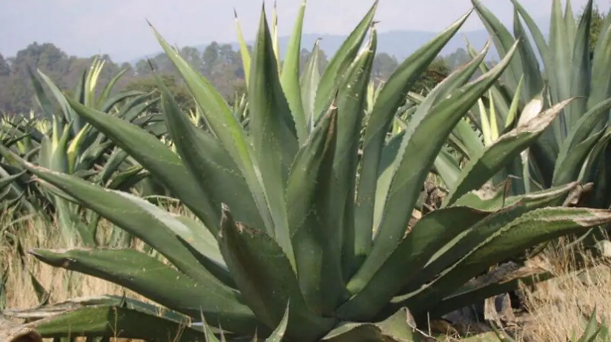 maguey