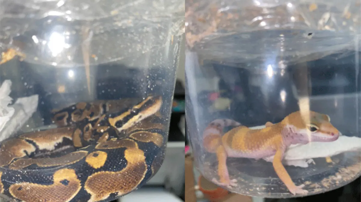 Guardia-Nacional-rescató-un-leopardo-y-un-pitón-bola-en-SLP