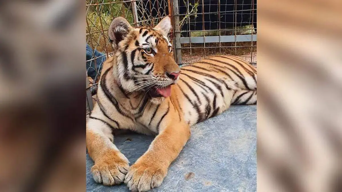 tigre de begala FISCALÍA SONORA (1)