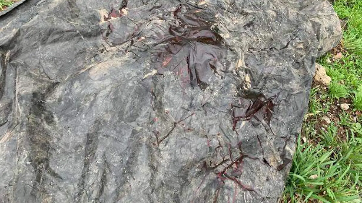 embolsadi-guanajuato (4)