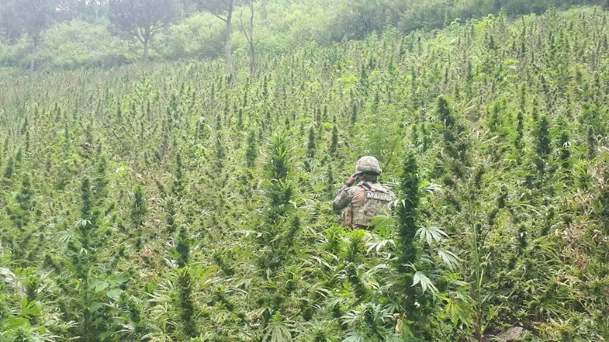 QUEMA PLATIOS DE MARIHUANA1