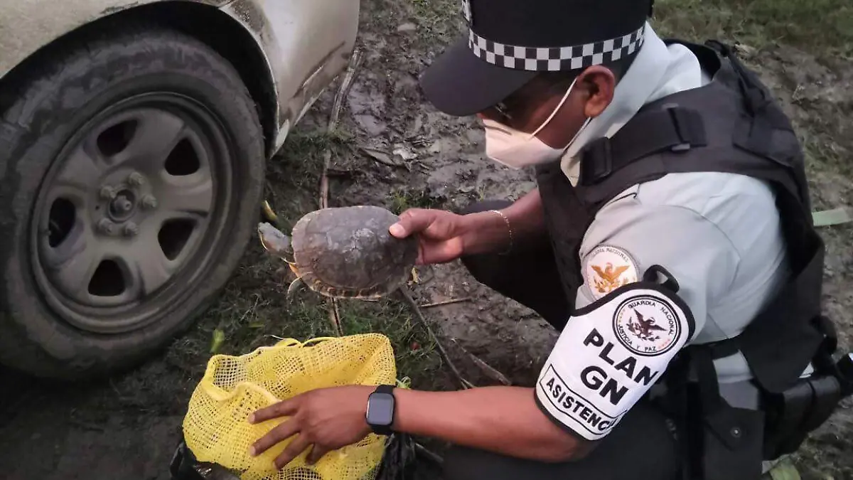 decomiso tortugas (1)