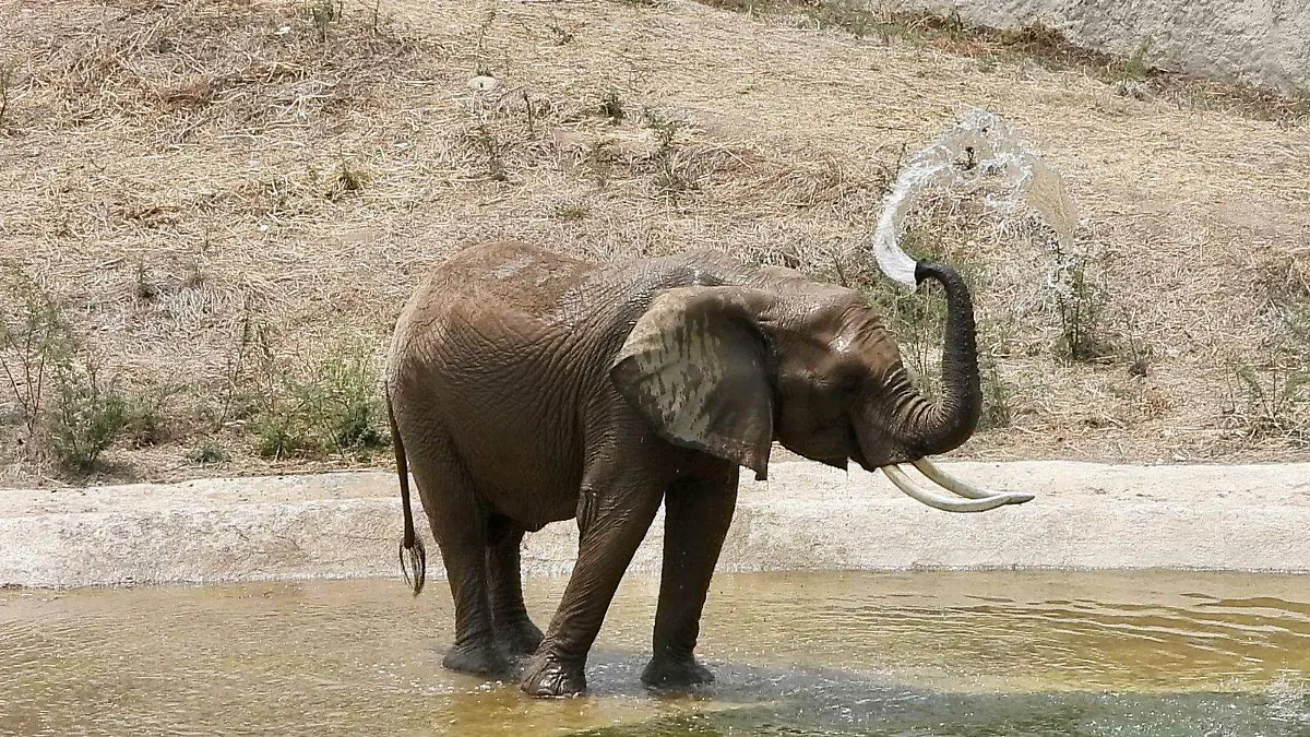 gipsy elefante CORTESIA