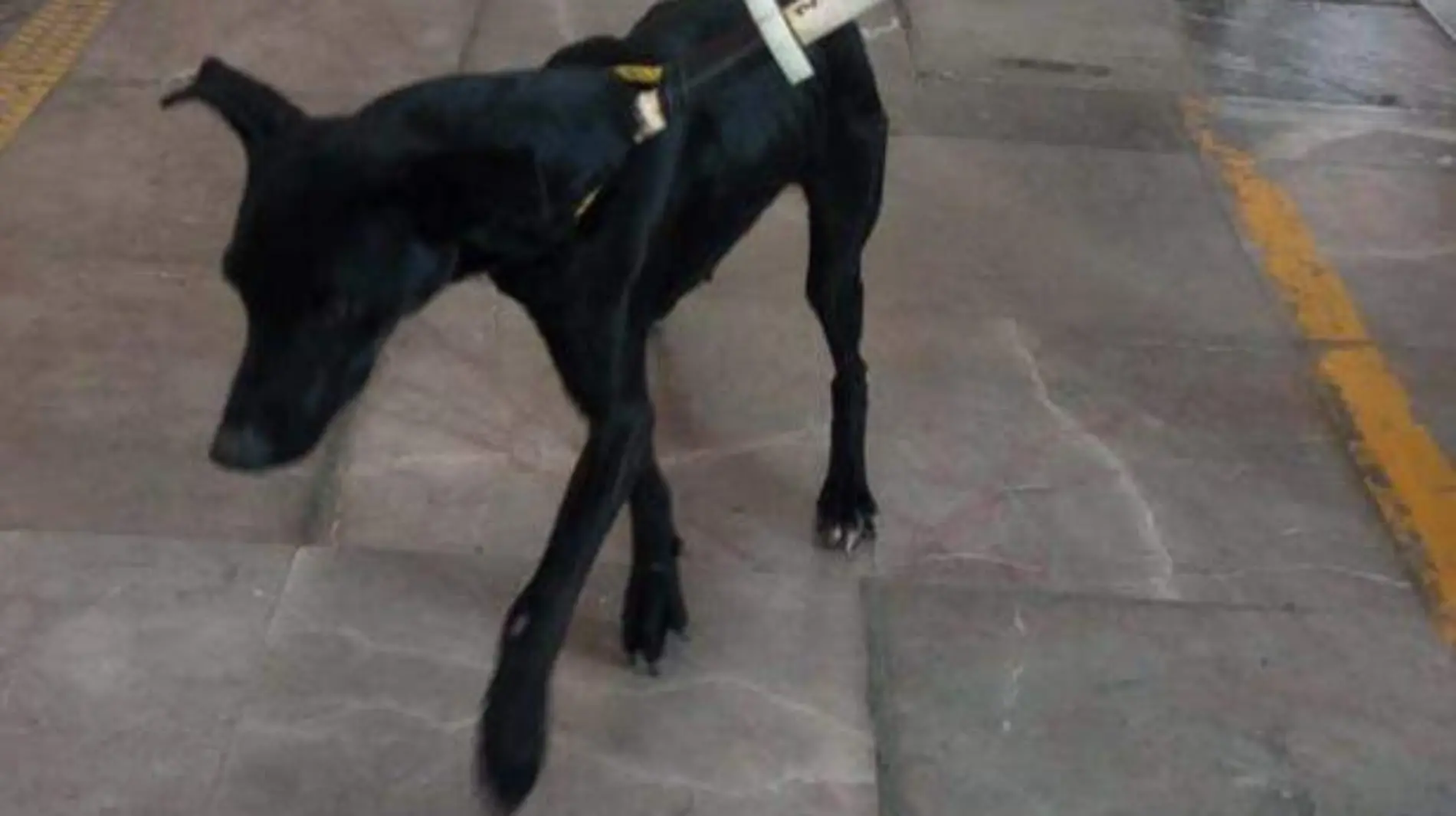 perro-rescatado-metro-ecatepec