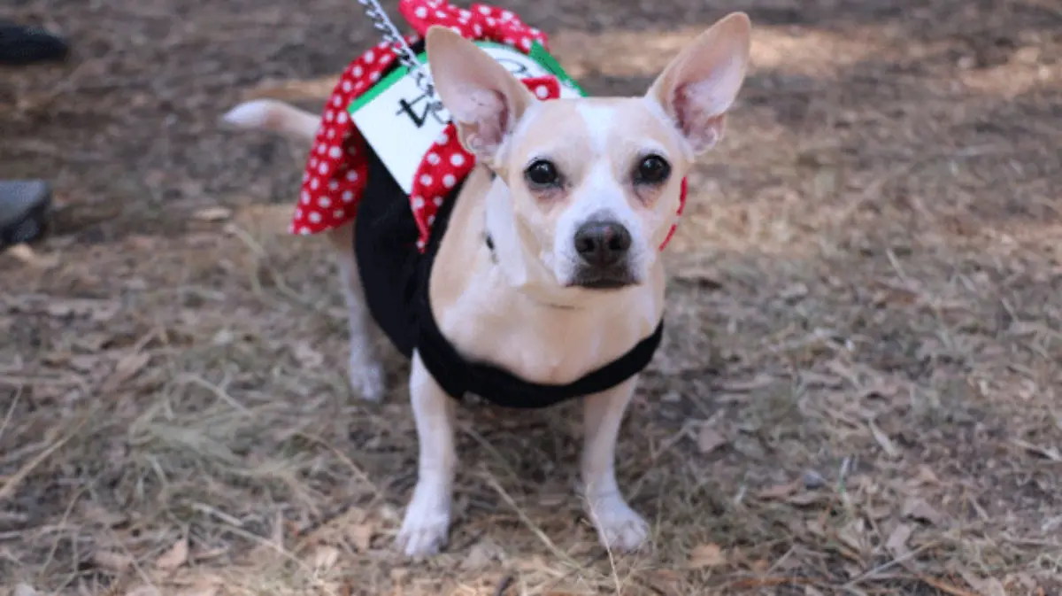 respeto-y-sana-convivencia-con-animales-de-compañía-(1)