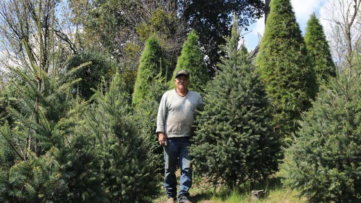 Arboles de navidad