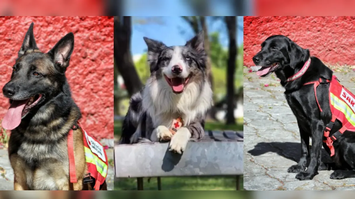 perritos rescatistas CRUZ ROJA.2