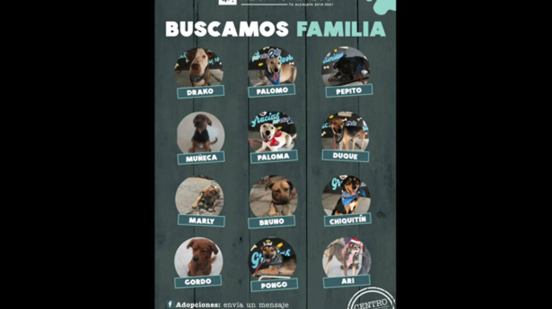 adopción-perros-azcapotzalco