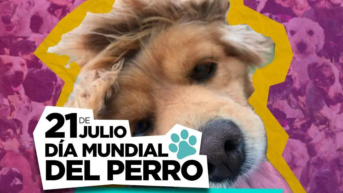 adopta no compres (4)