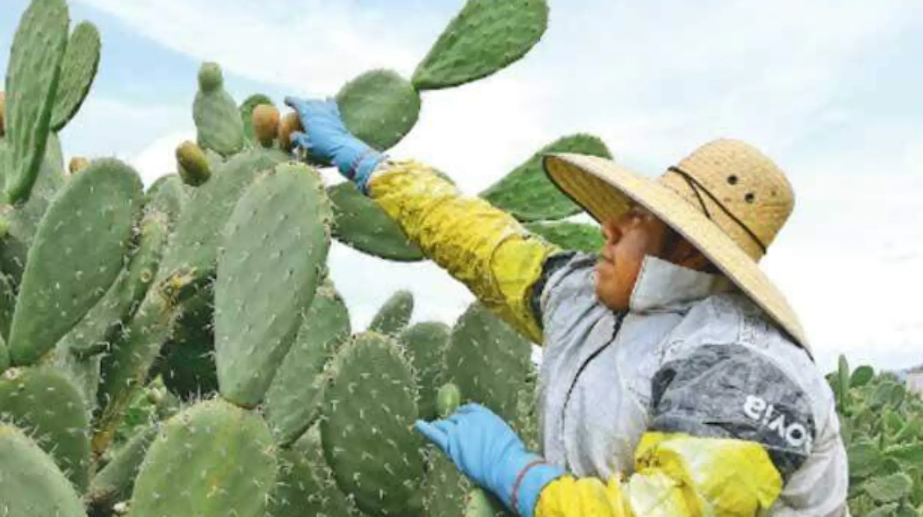 TUNAS-EDOMEX