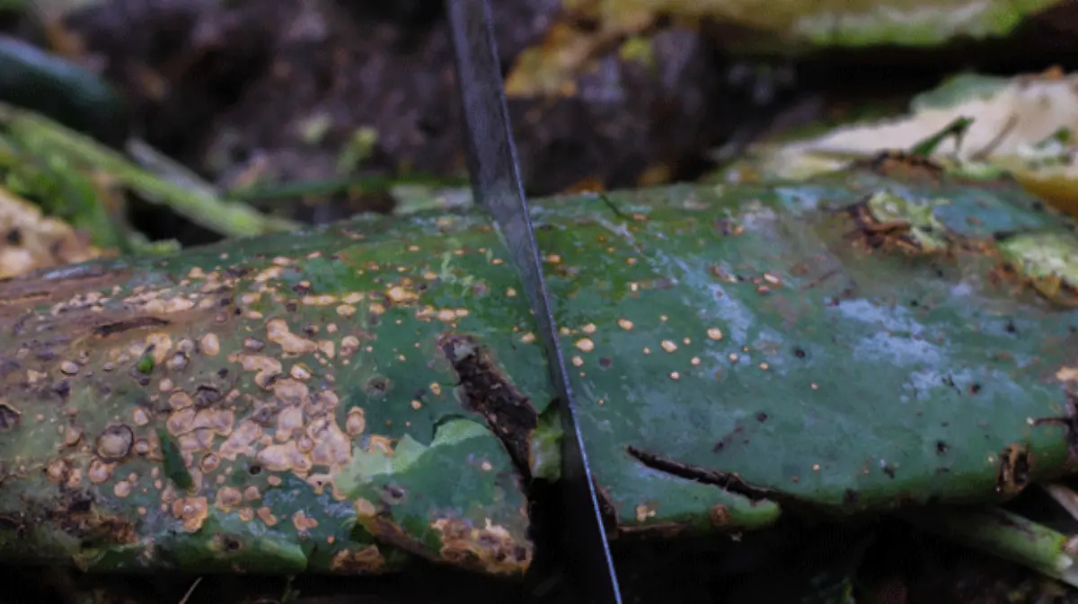 mancha-negra-del-nopal--(1)