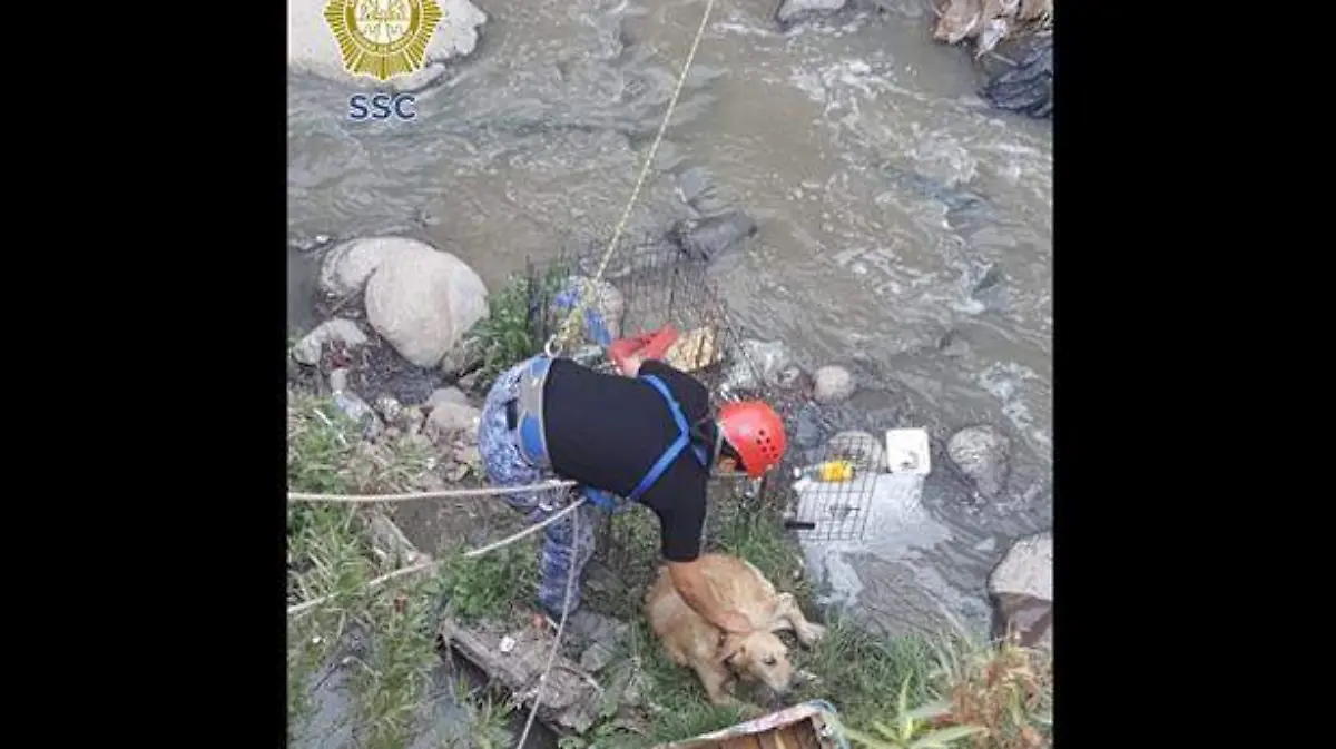 rescate-perro-álvaro-obregón (1)