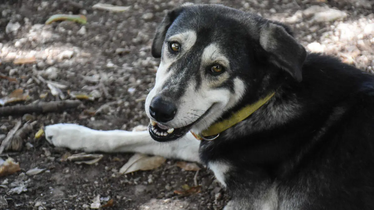 perritos cdmx CUARTOSCURO