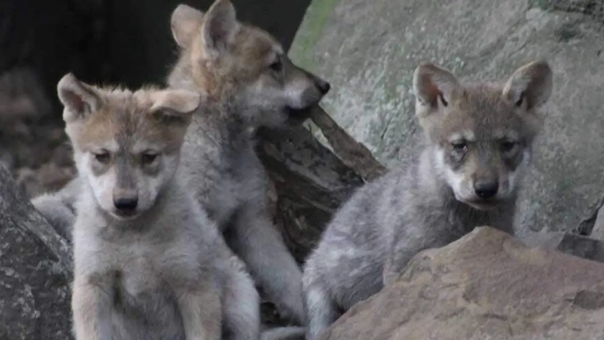 lobos-mexicanos